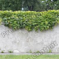 High Resolution Seamless Fence Ivy Texture 0001